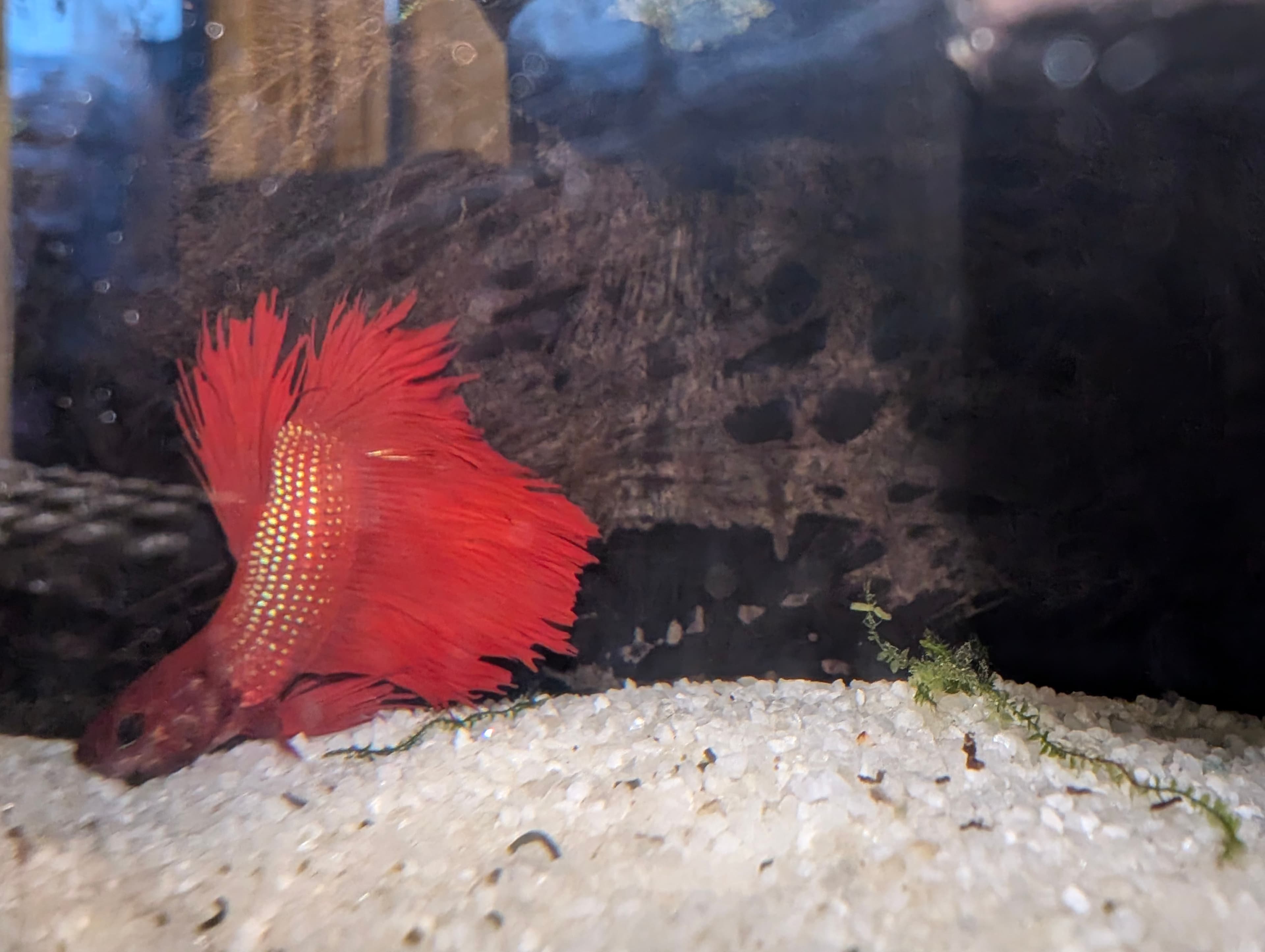 BETTA — view 2