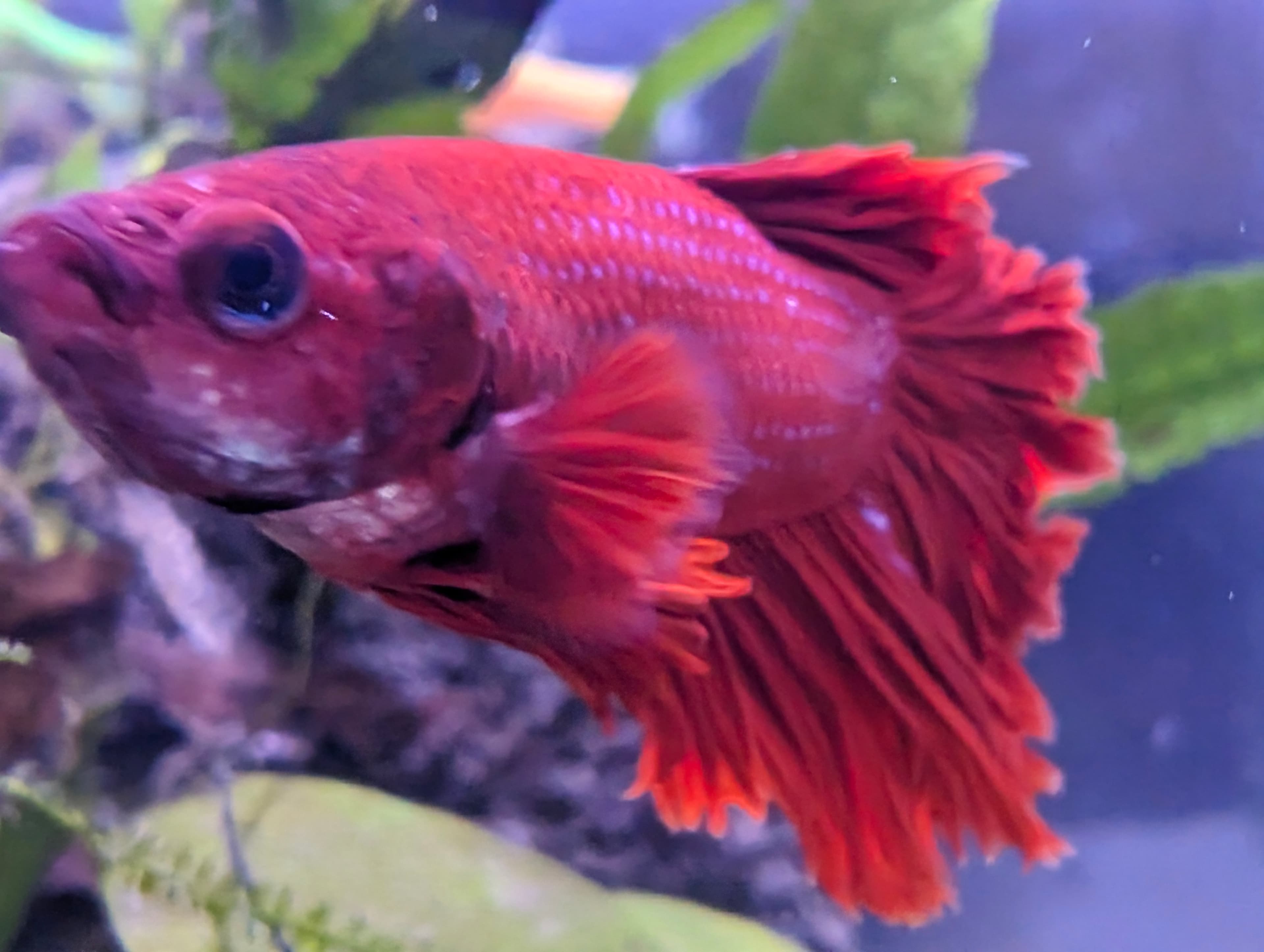 BETTA — view 3